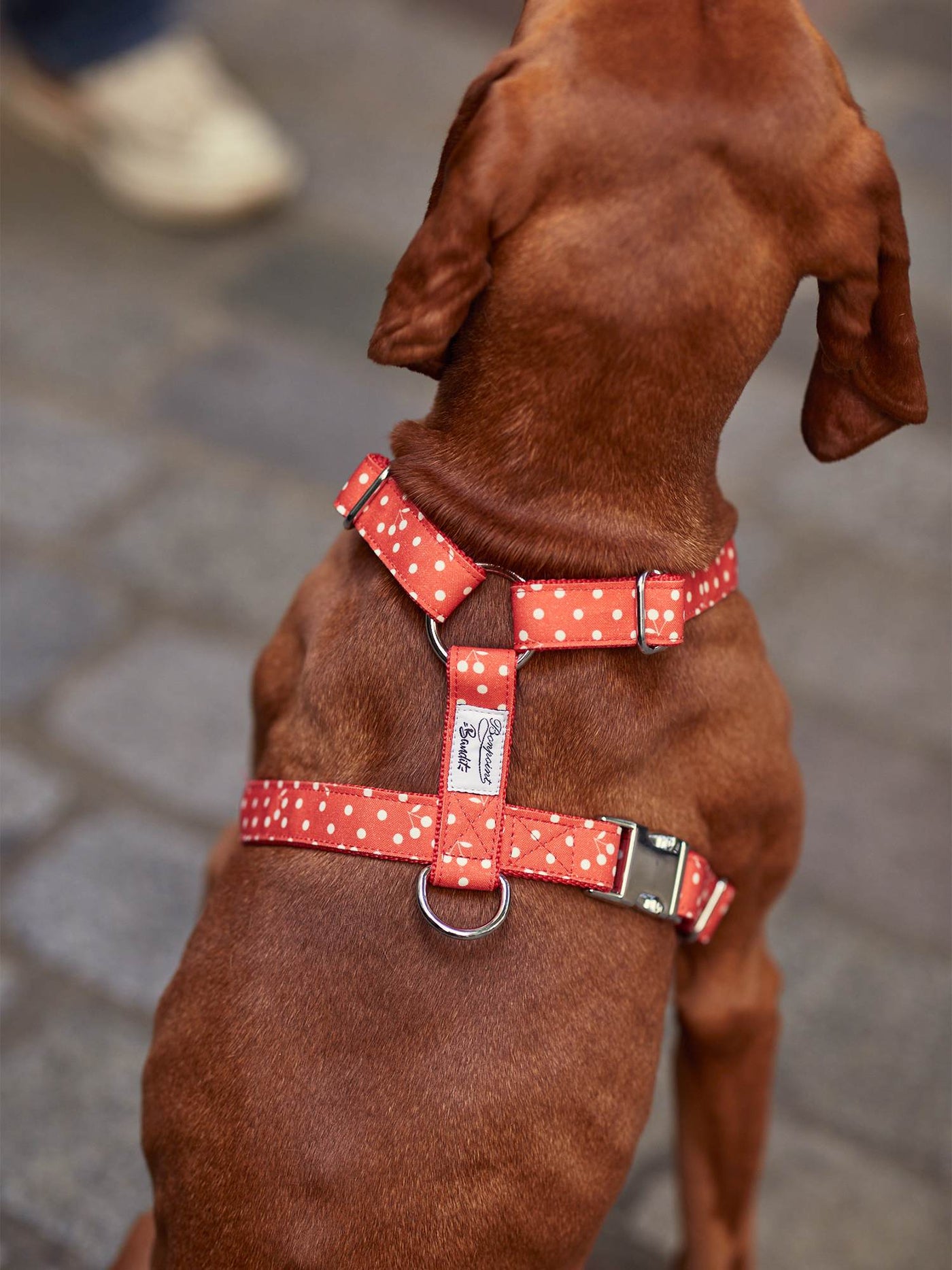 Dog Harness red