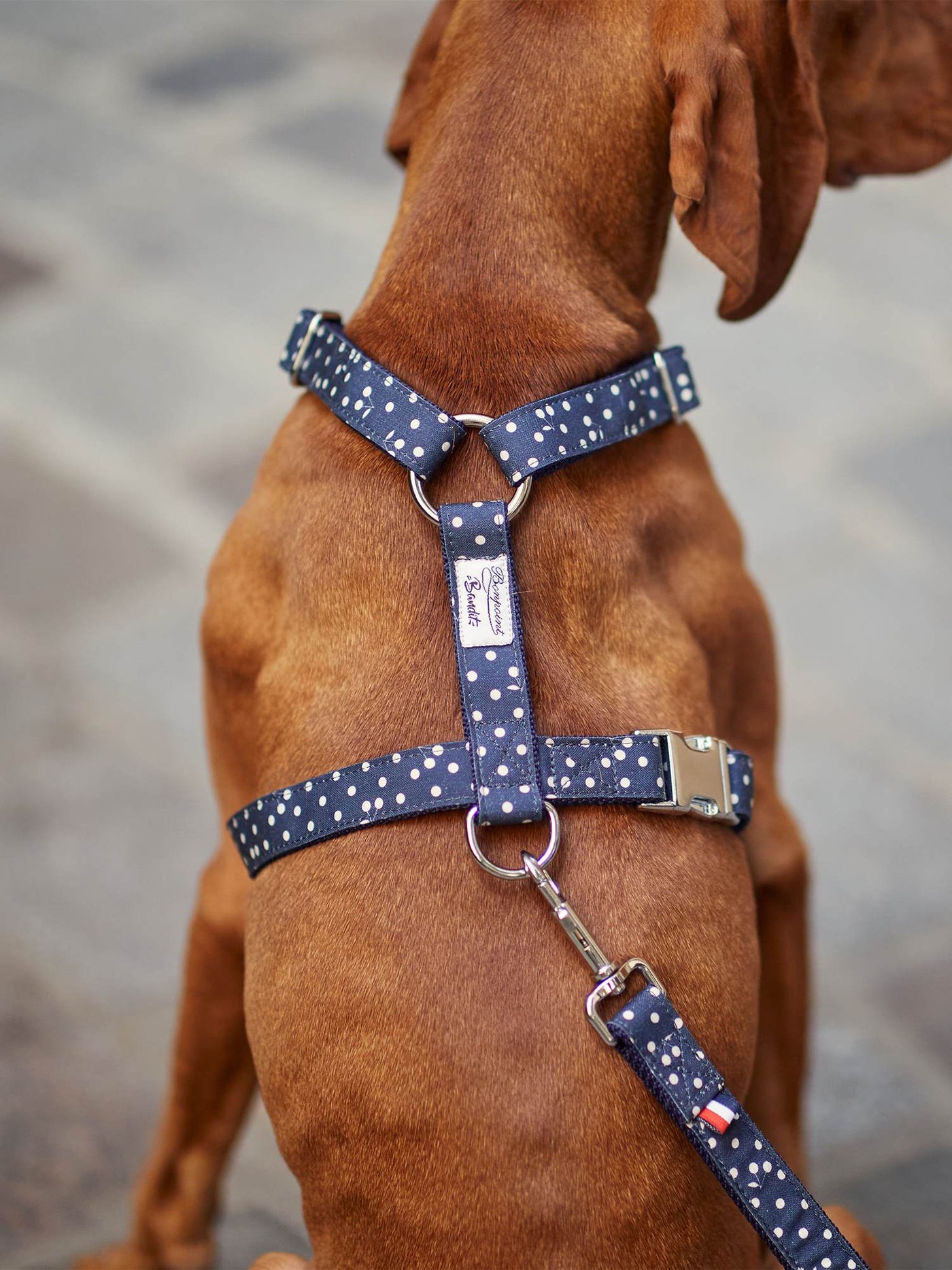 Dog Harness navy