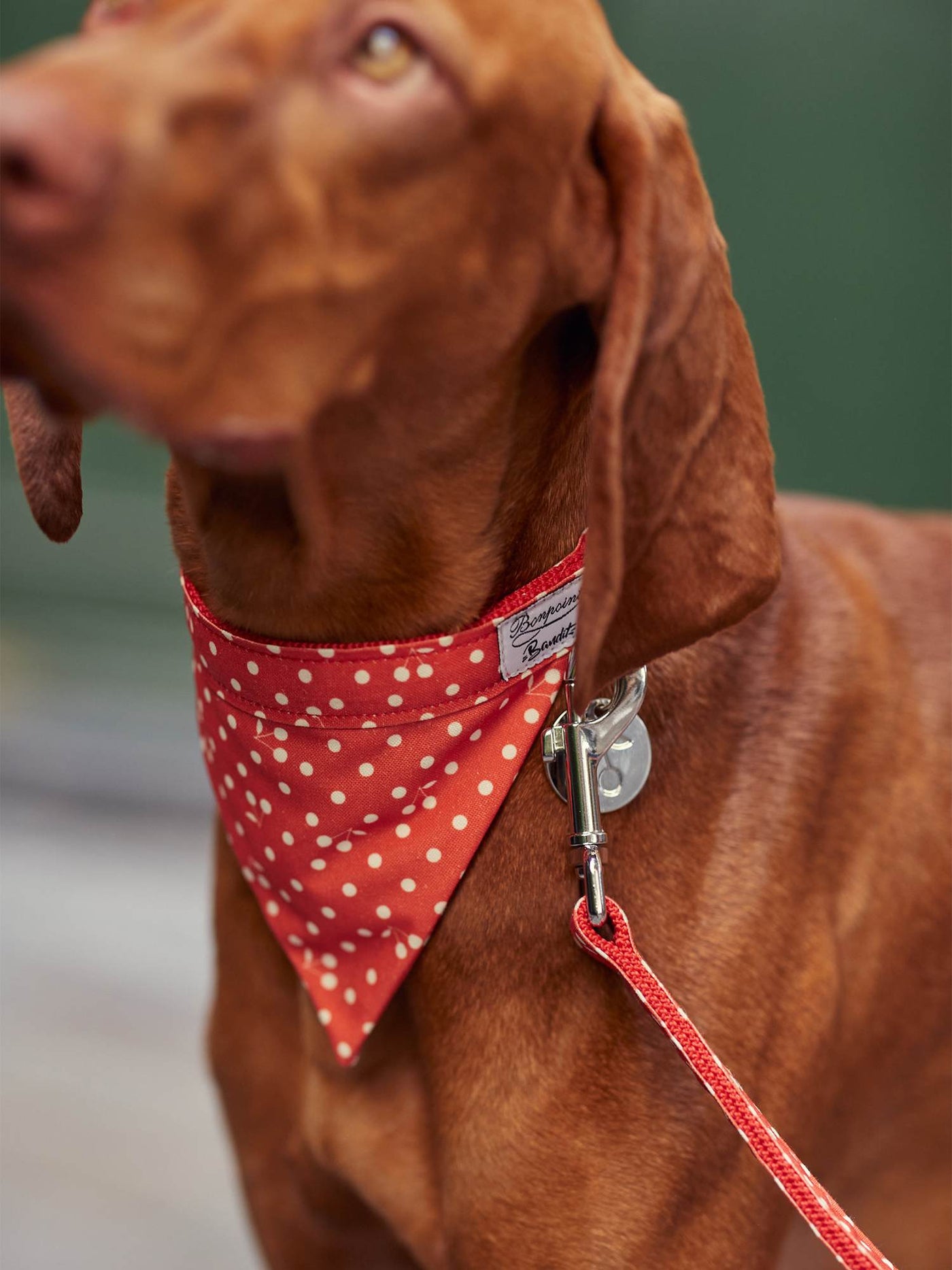 Bandana for Dogs  red
